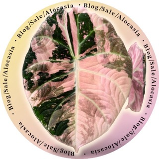 Telegram profile photo for 𝐁𝐥𝐨𝐠|𝐒𝐚𝐥𝐞|𝐀𝐥𝐨𝐜𝐚𝐬𝐢𝐚🌿