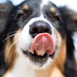 Telegram profile photo for Потеряшки Магадан🐶🐱