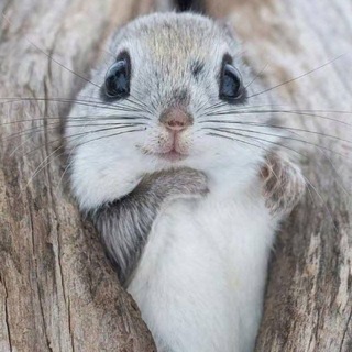 Telegram profile photo for Щитпосты Запрета
