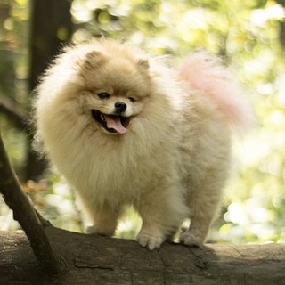 Telegram profile photo for хвост клима