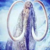 Telegram profile photo for немецкий депутат 🇩🇪