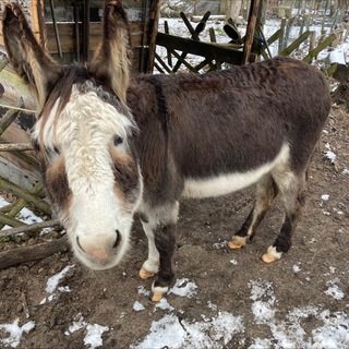 Telegram profile photo for N.I.Emand