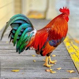 Telegram profile photo for Золотые петушки