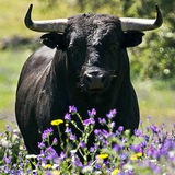 Telegram profile photo for Dignitat Animal La Vall d'Uixó