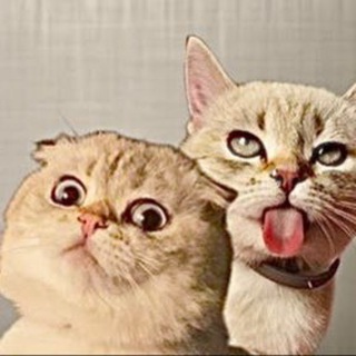 Telegram profile photo for Миса и Лёлик
