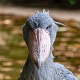 Telegram profile photo for GlugsRugs