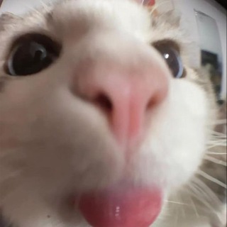 Telegram profile photo for Daily Animals