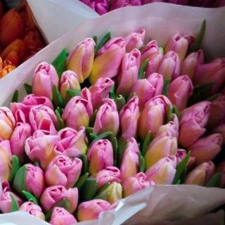 Telegram profile photo for 🌷Доставка тюльпанов на 8 марта Мариуполе 🌷