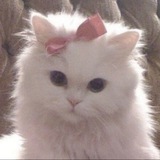 Telegram profile photo for моа / вп !