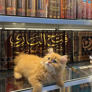 Telegram profile photo for - كُل مَن عَليها فَان .
