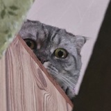 Telegram profile photo for Corner of the Universe