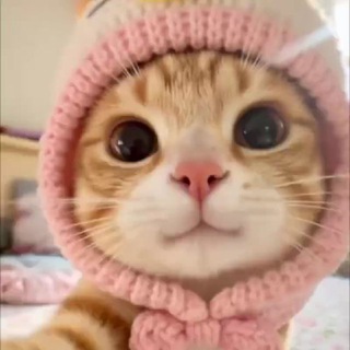 Telegram profile photo for ๐ญ๐๐๐ ๐ช๐๐๐๐๐ ๐บ๐๐๐ช