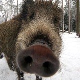 Telegram profile photo for день кабана 𓃟