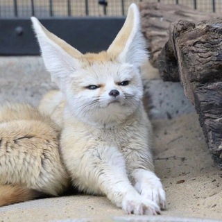 Telegram profile photo for Веммер на проводе