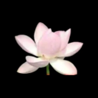 Telegram profile photo for Услуги Deahe