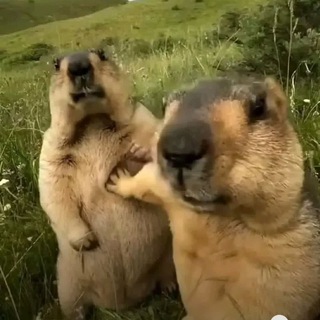 Telegram profile photo for Fast Tkm