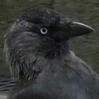 Telegram profile photo for CorviDaely (Daily Corvids)