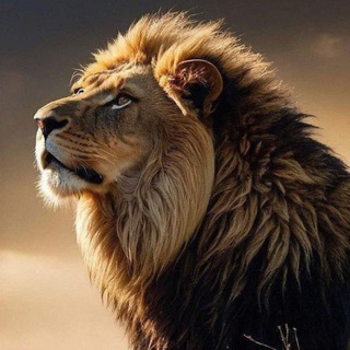 Telegram profile photo for مرشحات الاستاذ مهيب
