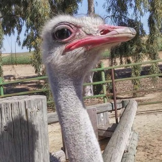 Telegram profile photo for ещкере
