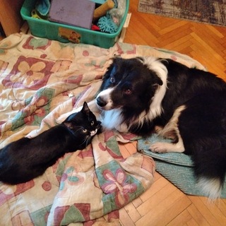 Telegram profile photo for Светлана Савельева о взаимопонимании с животными.