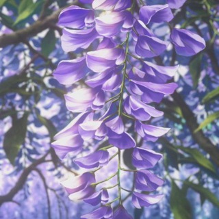 Telegram profile photo for ظلال..