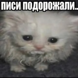 Telegram profile photo for juicy cunts