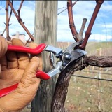 Telegram profile photo for Бережная обрезка винограда🍇🪵