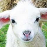 Telegram profile photo for СЫН БАРАНА МЕХМОДА