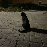 Telegram profile photo for -Blackcat