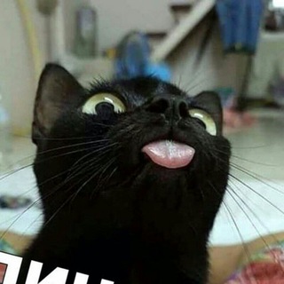 Telegram profile photo for funny cat
