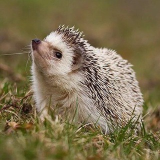 Telegram profile photo for Синхрон ёжика🦔