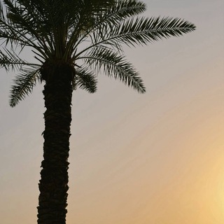 Telegram profile photo for - شَـوَارِدُ سُنِّيَّـةٌ