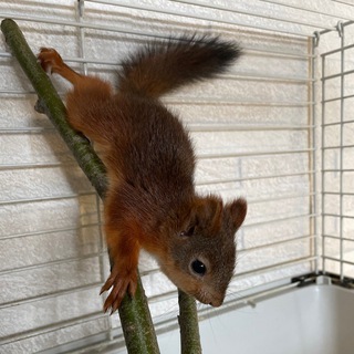 Telegram profile photo for Белка Hoppy и Ko