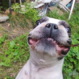 Telegram group profile photo for ХАУС Fitzfordevstvennik (архив ск8 братство)