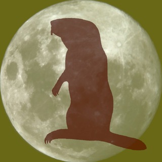 Telegram profile photo for Бобёр