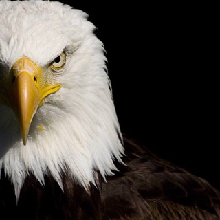Telegram profile photo for Büyük KARTAL