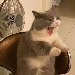 Telegram profile photo for ๐ฏ๐ต๐ธ๐ธ๐ฏ ๐ถ๐ช๐ป๐ด๐ฎ๐ฝ