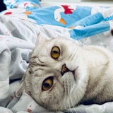 Telegram profile photo for лишка бесточилочная