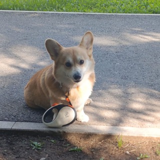 Telegram profile photo for Логово Бульбы