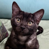 Telegram profile photo for Кошки Йожки