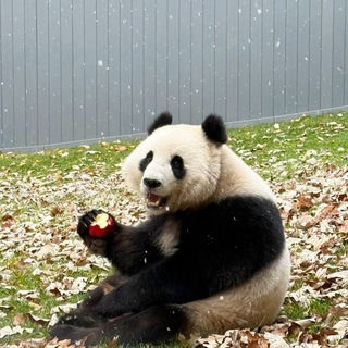 Telegram group profile photo for QingBao_CTO