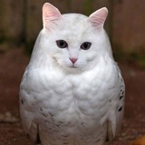 Telegram profile photo for Шпикатус TV
