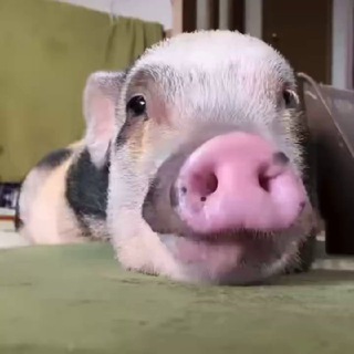 Telegram profile photo for Piggie