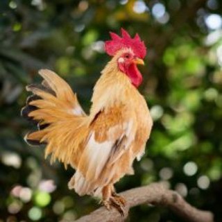 Telegram profile photo for OzD OBŽIVA z DVORA - 20 km okruh ZOZNAM