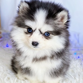Telegram profile photo for Pomsky Silivers