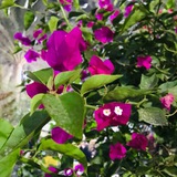 Telegram profile photo for قناة خاصة بالاسئلة المناعة