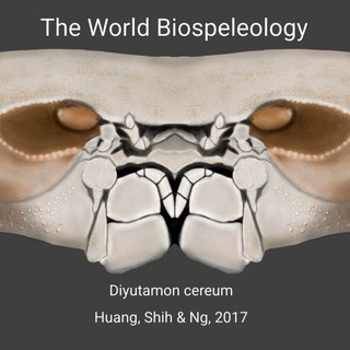Telegram profile photo for The World Biospeleology
