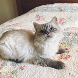 Telegram profile photo for archive lula’s