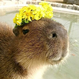 Telegram profile photo for Утренняя капибара