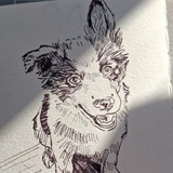 Telegram profile photo for Звездная пыль на лапах